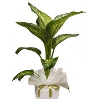 Dieffenbachia